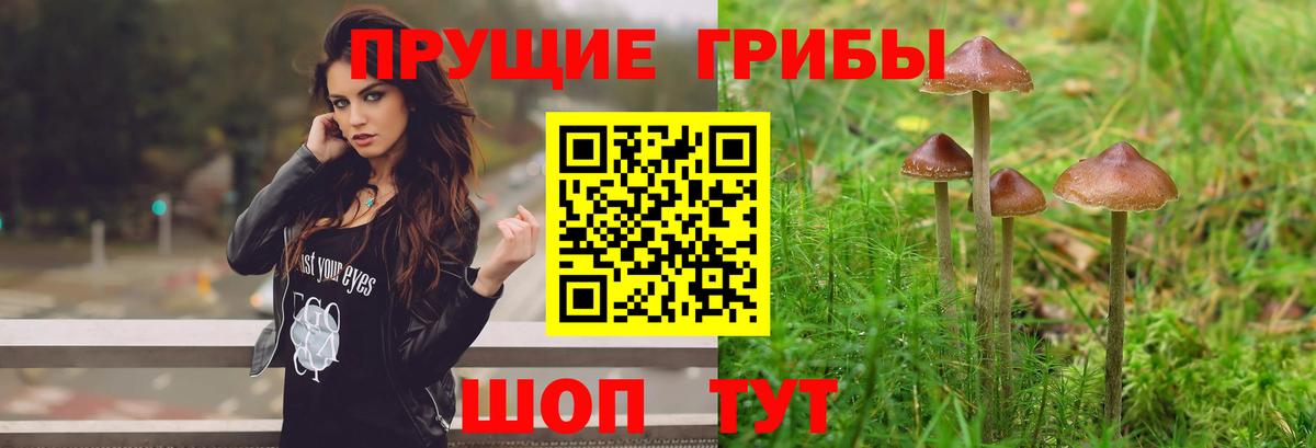 Псилоцибиновые грибы Cubensis  Псилоцибиновые грибы мухоморы  Лиски  наркота  Вход с VPN 